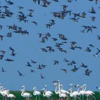 Aquatic Birds in Chilika