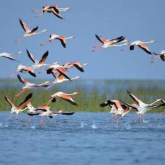 Foreign Birds in Chilika