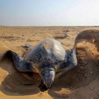 Olive Ridley turtle at RushiKulya
