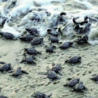 Olive Ridley turtle at RushiKulya